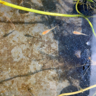 鈴めだか　だるま遺伝子持ち　6匹