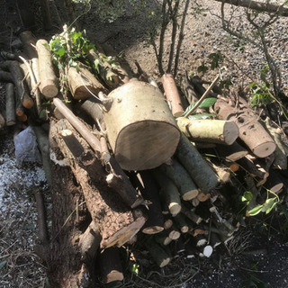 木　丸太　薪　大木　無料の画像