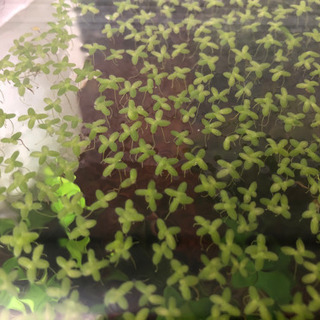 アオウキクサの画像