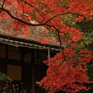 11月22日（日）に山科・東山で紅葉撮影します！ - その他