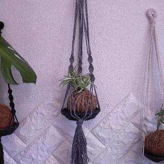 プランツハンガー　ハンギング　植物　観葉植物　インテリア　苔玉　...