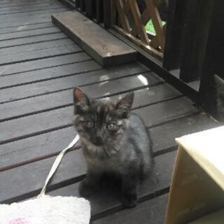 小猫の里親募集です
