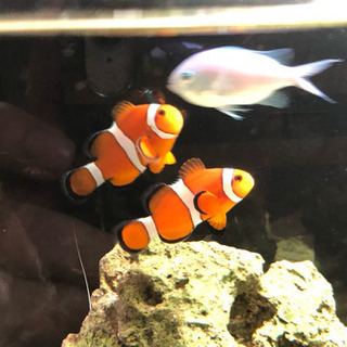 カクレクマノミ2匹譲ります