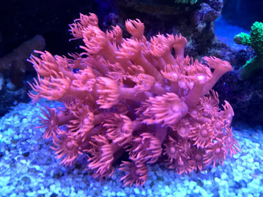 【決まりました】ハナガササンゴ　蛍光レッド　ブルーチップ　LPS  ハードコーラル