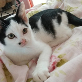 ハチワレの可愛い男の子猫！ホクロみたいな模様がチャームポイントです。