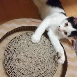 ハチワレの可愛い男の子猫！ホクロみたいな模様がチャームポイントです。 − 愛媛県