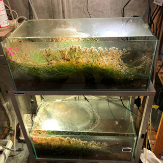 譲り先決まりました！60センチ水槽台付き2本セット