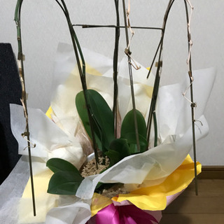胡蝶蘭