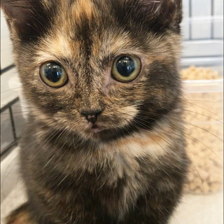 マンチカン　子猫　本文をよくご覧下さいませ。 　アゴはネコ