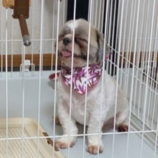 ティダくん2才(シーズー♂)の飼い主募集