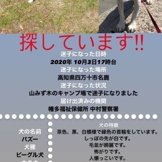 迷い犬探しています