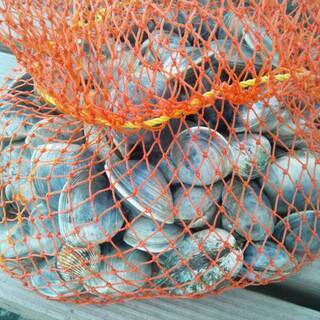 大人気！　美味ハゼの釣り体験♪　10/12月曜日　未経験者、初心者限定！の画像