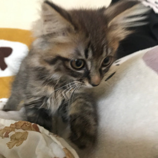 譲渡決定お渡し待ち/生後2ヵ月くらいのやや長毛ふわふわ子猫/子猫...
