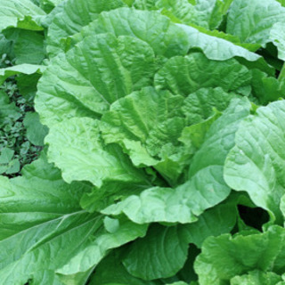 ★簡単な野菜の収穫作業や梱包作業★