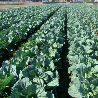 ★簡単な野菜の収穫作業や梱包作業★の画像