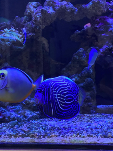 最終大幅値下げ　タテジマキンチャクダイ　半成魚　12センチ±