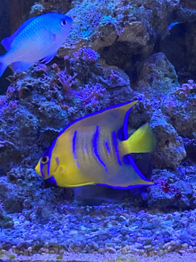 最終大幅値下げ　クイーンエンゼル　カリブ産　9センチ± とタテジマキンチャクダイ