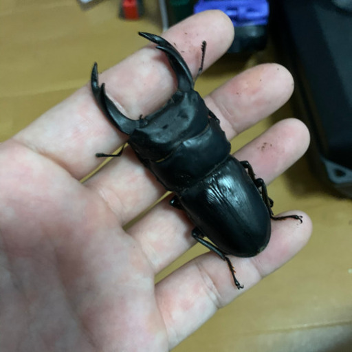 オオクワガタ YG血統 79mm オス単品