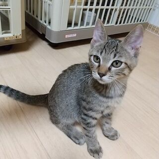 兄貴分（ねこ）がいるお家に迎えられました！ねずみぃくん♪      