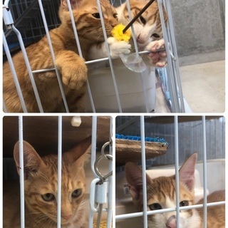 里親決定！有難うございました！　🆘保健所収容！あと2匹です🐱捨てられていた仲良しチビ4兄妹🐱僕達は家族を待っています🍀【県外譲渡可】の画像