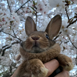 うさぎの里親再募集