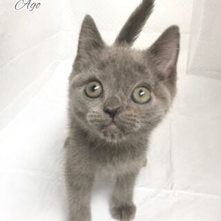 ハンディのある子猫　マンチカン　本文をよくご覧下さいませ。 　ア...