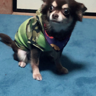 応募多数頂いていますので一旦募集停止します！