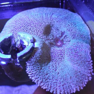 イボハタゴイソギンチャク