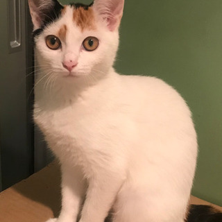 白手毬みたいな美猫ちゃん♡生後約4か月