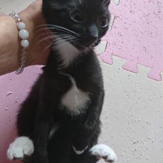 10月11日(日) 三鷹で猫の譲渡会💓エキゾチックな女の子 生後...