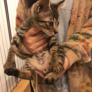 きじとら　男の子　2ヶ月くらいです⸜(๑⃙⃘'ᵕ'๑⃙⃘)⸝⋆︎*