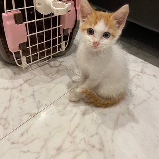 兄弟の分まで幸せに。野良の子猫くん♂