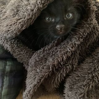 ♪元気な黒猫、生後１ヶ月くらいの男の子♪