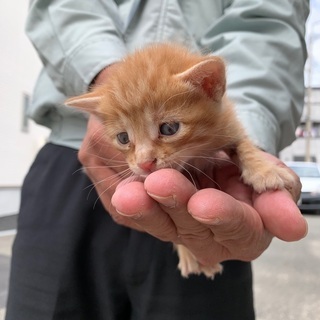 【急募】子猫を助けてくださる方募集！(茶トラ)