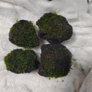 ウィローモス付き溶岩石(取引中)
