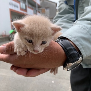 【急募】子猫を助けてくださる方募集！(クリーム)