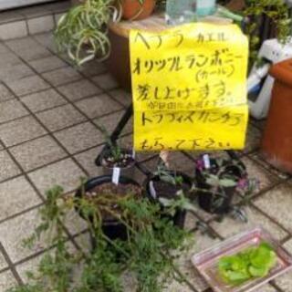 観葉植物もらって下さい。
