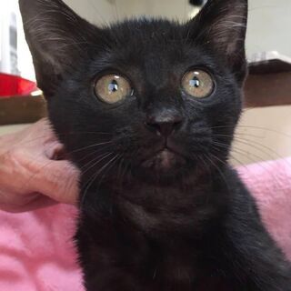 里親決定。黒猫カオルちゃん3ヶ月
