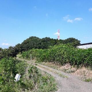 ￥300万！使って良ければ購入も🆗茨城県支店土地進出❗歓迎❗起業！回りに物流センター(ゾゾ等通販)多数有ります。元中古車の販売していた土地です。/事業用や軽貨物また運送をはじめたい方等 - 不動産