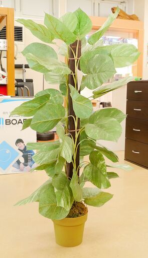 消臭も出来る？！ 観葉植物 オブジェ お洒落で室内空間を彩ります！ 39TOP