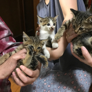 子猫差し上げます