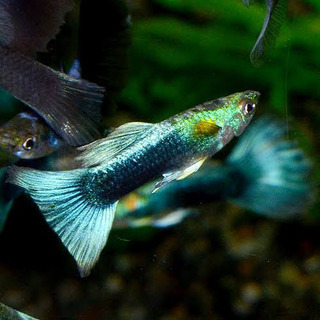 ネオンタキシードグッピー　稚魚10匹②