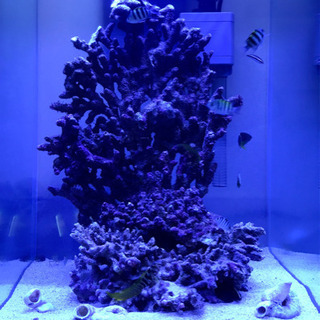 海水魚　オヤビッチャとシマスズメダイ