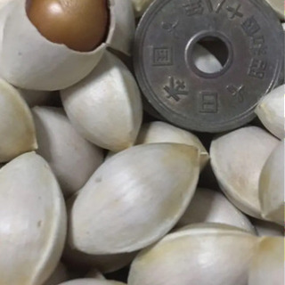 木の実 銀杏 天然ぎんなん 1.2キロ