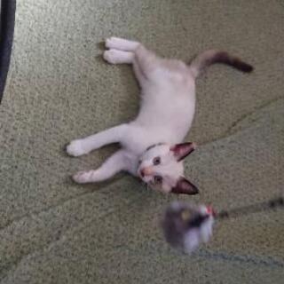 肩乗り猫シャム風きなこちゃん