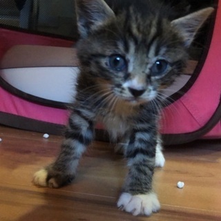 ☆生後1ヶ月の子猫の里親募集　10／16まで☆