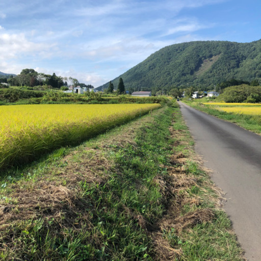 コシヒカリ新米　