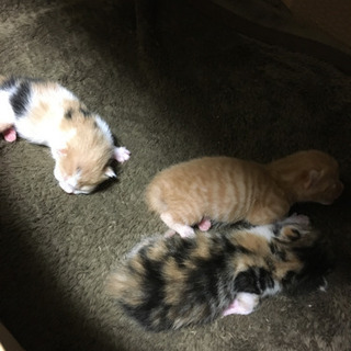生後間もないまだ目も開いていない茶虎の子猫です！