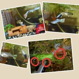 癒しのベイビーグッピー🐟&ベイビーシュリンプ🦐