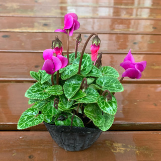 観葉植物　ガーデンシクラメン  植物苗